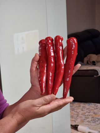 초보퍼머5도2촌준비님의 고추 · 수확 작성글 사진