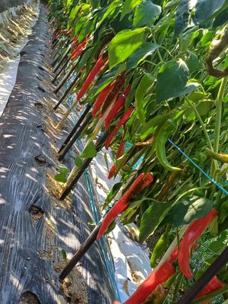 초보퍼머5도2촌준비님의 고추 · 수확 작성글 사진