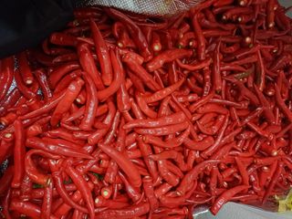 초보퍼머5도2촌준비님의 고추 · 수확 작성글 사진