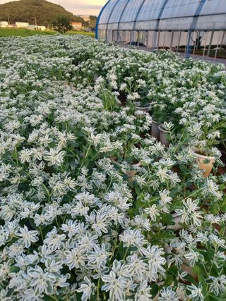 팜모닝회원 김순달 님의 포도 · 자유게시판 작성글 사진