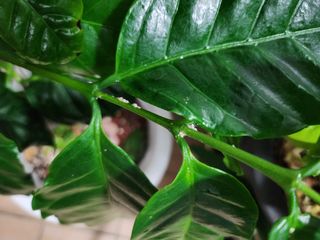 손정아님의 팜모닝 병해충 연구회 · 병해충상담 작성글 사진