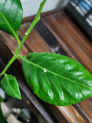 손정아님의 팜모닝 병해충 연구회 · 병해충상담 작성글 사진