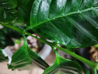 손정아님의 팜모닝 병해충 연구회 · 병해충상담 작성글 사진