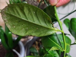 손정아님의 팜모닝 병해충 연구회 · 병해충상담 작성글 사진