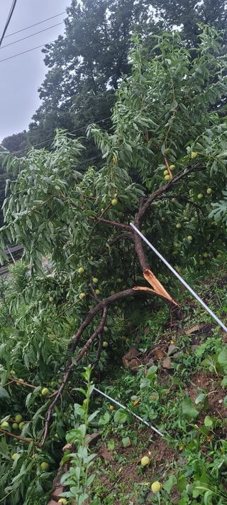 소데카님의 사과 · 자연재해•동물피해 작성글 사진