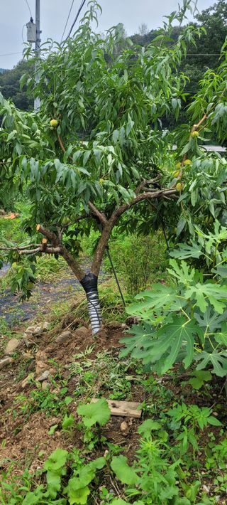 소데카님의 사과 · 자연재해•동물피해 작성글 사진
