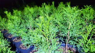 연지골농원_단야님의 8월 내 작물 자랑하기 · 참여글 작성글 사진