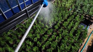 연지골농원_단야님의 8월 내 작물 자랑하기 · 참여글 작성글 사진