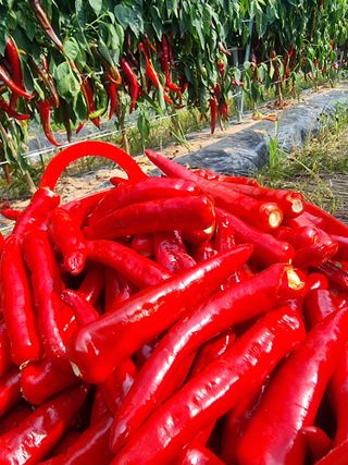 최재혁님의 8월 내 작물 자랑하기 · 참여글 작성글 사진