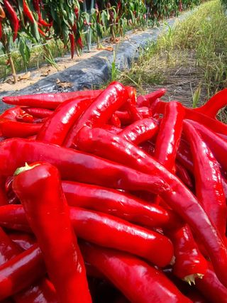 최재혁님의 8월 내 작물 자랑하기 · 참여글 작성글 사진