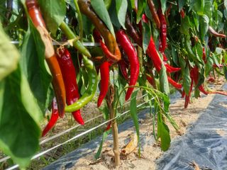 최재혁님의 8월 내 작물 자랑하기 · 참여글 작성글 사진