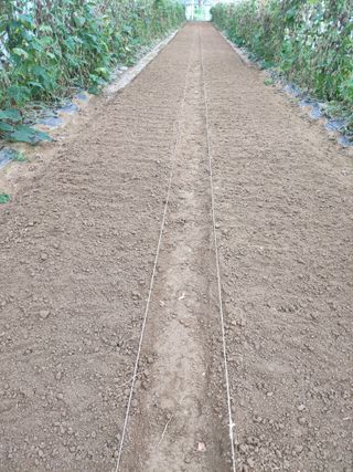 농민님의 기타작물 · 자유게시판 작성글 사진