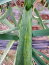 팜모닝 마늘·병해충상담 게시글 이미지