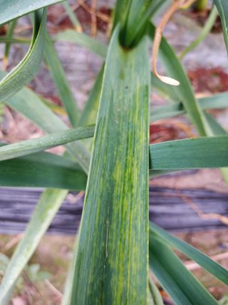 민항식님의 마늘 · 병해충상담 작성글 사진