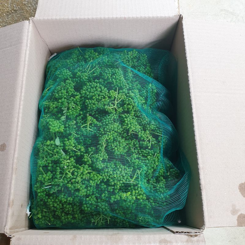 장터 상품 [장아찌용 야생 산초열매] 썸네일