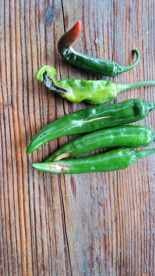 마운틴팜125님의 고추 · 병해충상담 작성글 사진