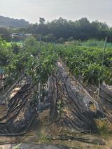 팜모닝 고추·비료•농약 게시글 이미지