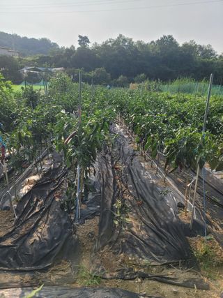 호경기님의 고추 · 비료•농약 작성글 사진