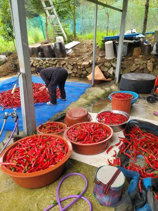 호경기님의 고추 · 비료•농약 작성글 사진