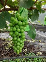 팜모닝 8월 내 작물 자랑하기·참여글 게시글 이미지