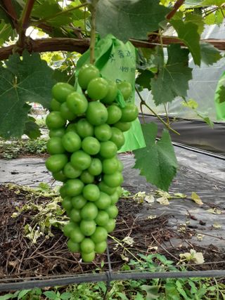 김응태 님의 8월 내 작물 자랑하기 · 참여글 작성글 사진