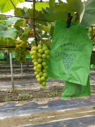 김응태 님의 8월 내 작물 자랑하기 · 참여글 작성글 사진