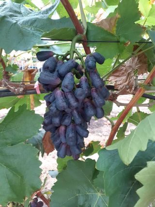 김응태 님의 8월 내 작물 자랑하기 · 참여글 작성글 사진