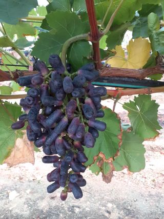 김응태 님의 8월 내 작물 자랑하기 · 참여글 작성글 사진