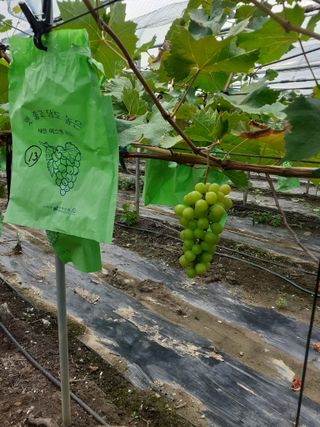 김응태 님의 8월 내 작물 자랑하기 · 참여글 작성글 사진