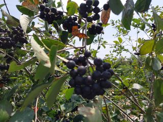 바위돌님의 8월 내 작물 자랑하기 · 참여글 작성글 사진