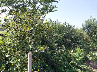 바위돌님의 8월 내 작물 자랑하기 · 참여글 작성글 사진