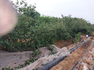 바위돌님의 8월 내 작물 자랑하기 · 참여글 작성글 사진