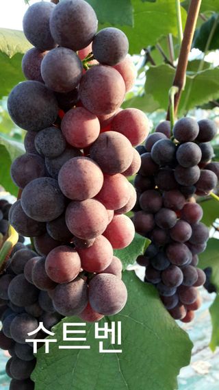 승진포도원님의 8월 내 작물 자랑하기 · 참여글 작성글 사진