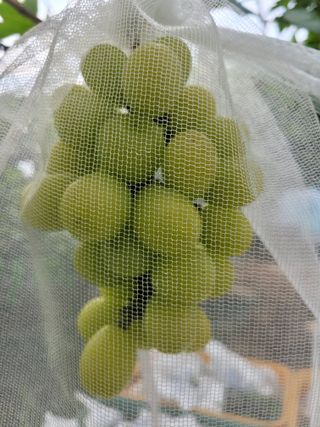 승진포도원님의 8월 내 작물 자랑하기 · 참여글 작성글 사진