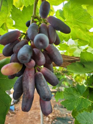 승진포도원님의 8월 내 작물 자랑하기 · 참여글 작성글 사진