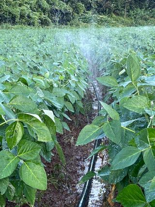 김한필님의 8월 내 작물 자랑하기 · 참여글 작성글 사진