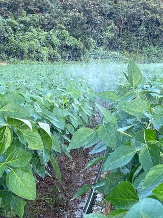 김한필님의 8월 내 작물 자랑하기 · 참여글 작성글 사진