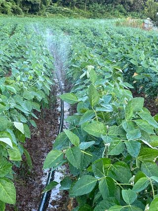 김한필님의 8월 내 작물 자랑하기 · 참여글 작성글 사진