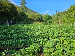 서상진님의 8월 내 작물 자랑하기 · 참여글 작성글 사진