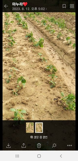 초보굴백이님의 들깨 · 병해충상담 작성글 사진