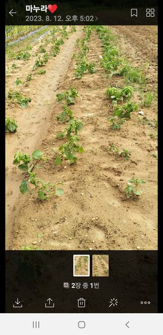 초보굴백이님의 들깨 · 병해충상담 작성글 사진