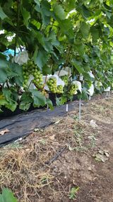 팜모닝 8월 내 작물 자랑하기·참여글 게시글 이미지