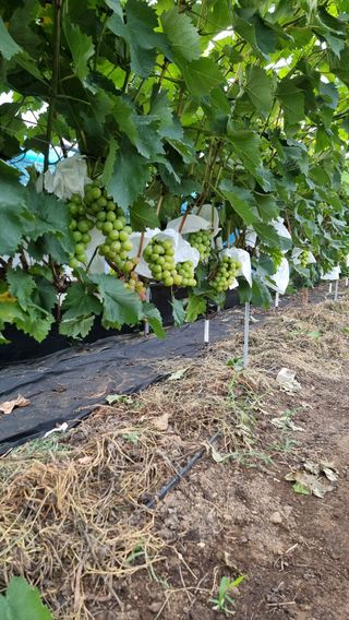 김윤천님의 8월 내 작물 자랑하기 · 참여글 작성글 사진