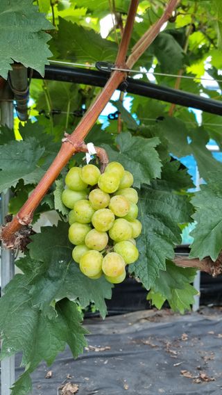 김윤천님의 8월 내 작물 자랑하기 · 참여글 작성글 사진