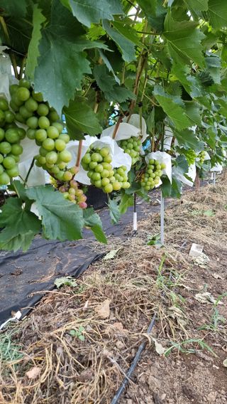 김윤천님의 8월 내 작물 자랑하기 · 참여글 작성글 사진