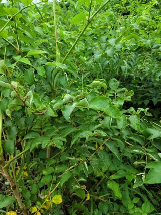 8mmli님의 두릅 · 병해충상담 작성글 사진