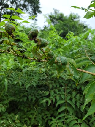 8mmli님의 두릅 · 병해충상담 작성글 사진