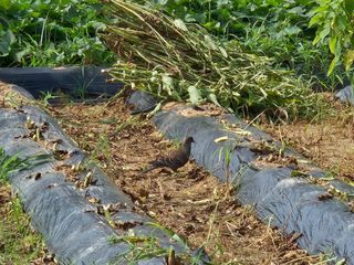 마중물0715님의 참깨 · 자유게시판 작성글 사진