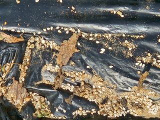 마중물0715님의 참깨 · 자유게시판 작성글 사진