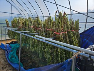 마중물0715님의 참깨 · 자유게시판 작성글 사진